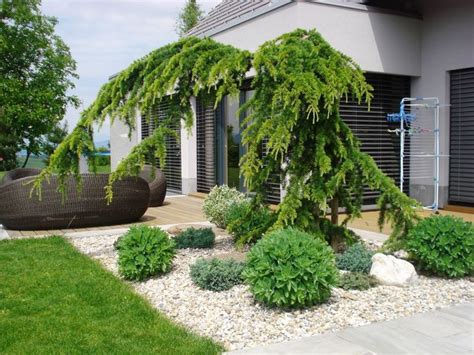 ihličnany v kvetináčoch na terase