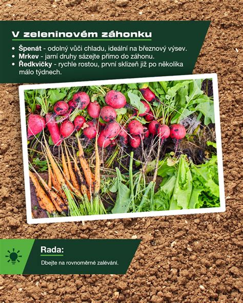 Výsev semien nechtíka lekárskeho do záhonu