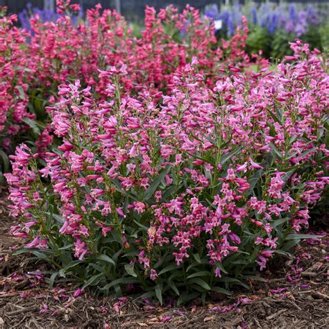 Penstemon s purpurovými listami