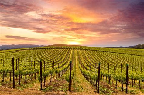 Fotografia viníc v údolí Napa, Kalifornia