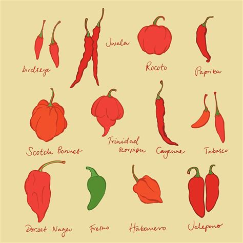 Rôzne druhy a farby zrelých chilli papričiek