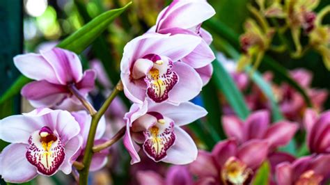 Kvet čiernej orchidey ako symbol luxusnej vône