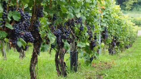 Systémy podpory pre vinič