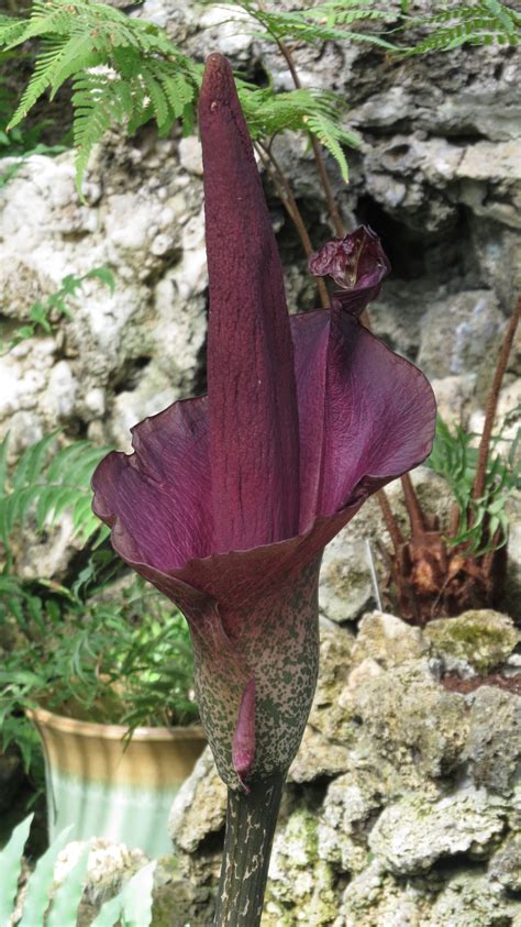 Detail kvetu konjaku (Amorphophallus konjac) s jeho charakteristickou farbou