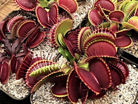 Detail mucholapky obyčajnej (Dionaea muscipula) s otvorenou pascou
