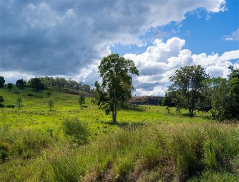 Upozornenie na klietke s laporteou morušovitou (gympie gympie)
