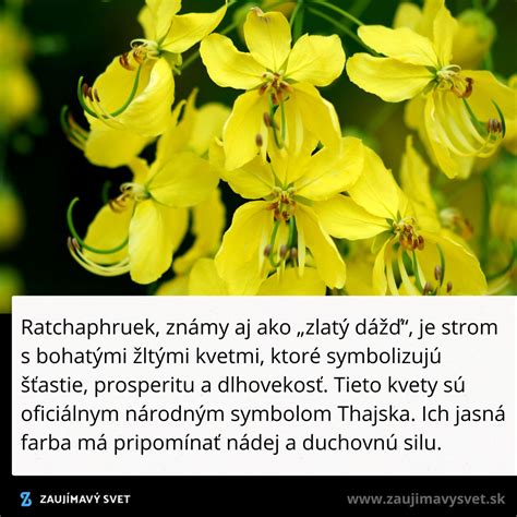 Žiarivo žlté kvety zlatovky