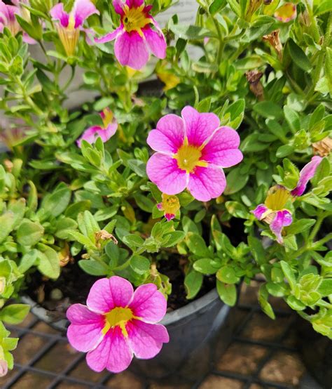 Detail kvetu Calibrachoa s kontrastným hrdlom