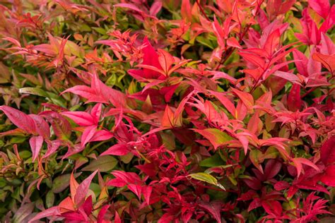 Detail listov a kvetov rastliny Nandina domestica