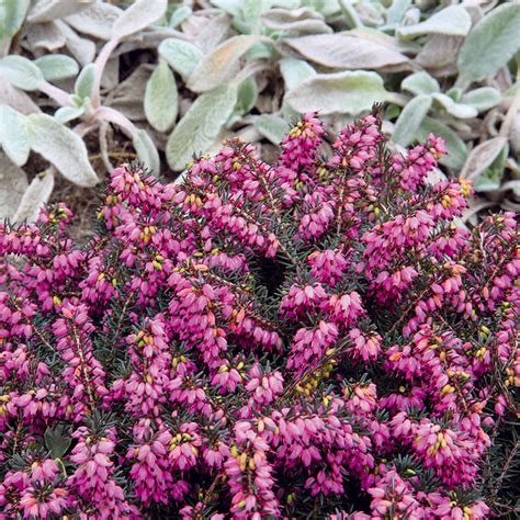 Nandina zasadená v záhrade v kombinácii s inými drevinami