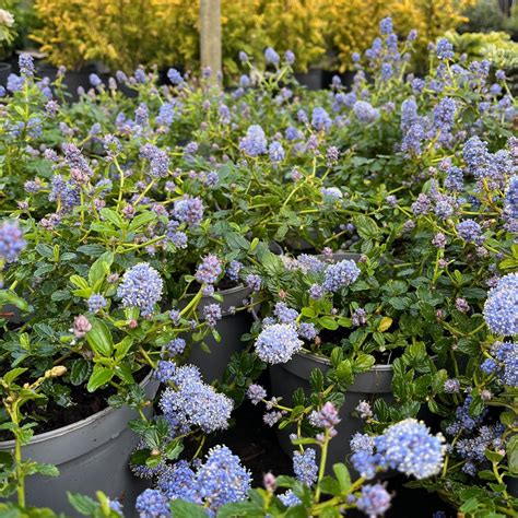 Kvitnúci ker Ceanothus