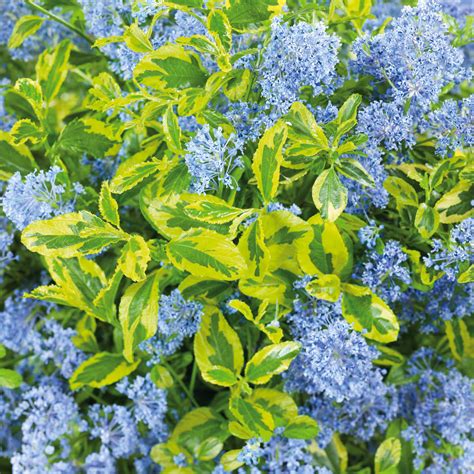 Pestovanie Ceanothus El Dorado v nádobe