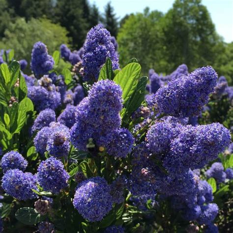 Schematické znázornenie požiadaviek na pestovanie Ceanothus