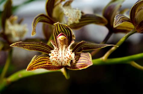 Typy orchideí podľa rastových návykov: Monopodiálne a Sympodiálne
