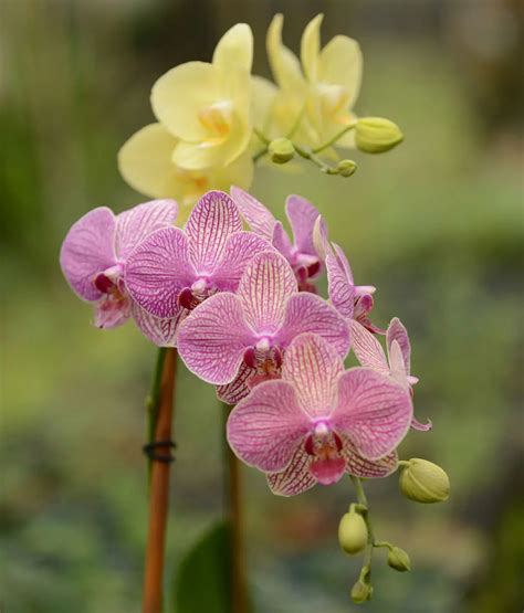 Správny čas na presádzanie orchideí