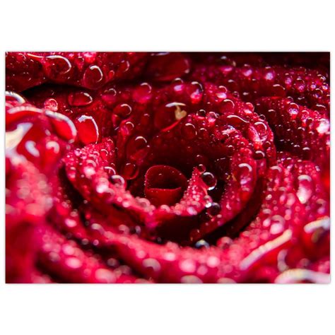 Detailná fotografia kvitnúcej červenej ruže s kvapkami rosy