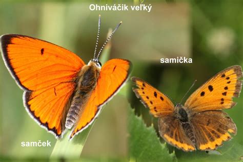 Pohlavný dimorfizmus u vtákov