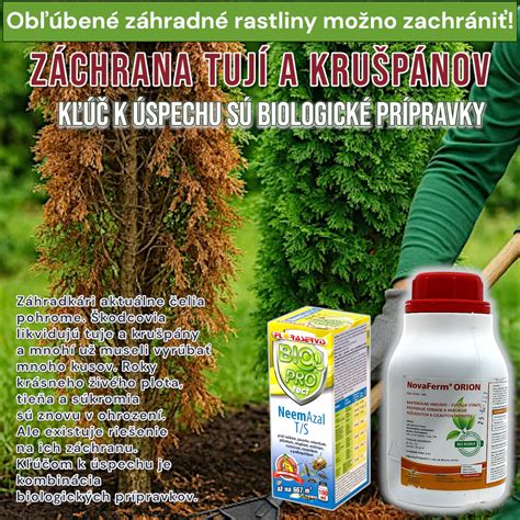 Bežní škodcovia na tuji