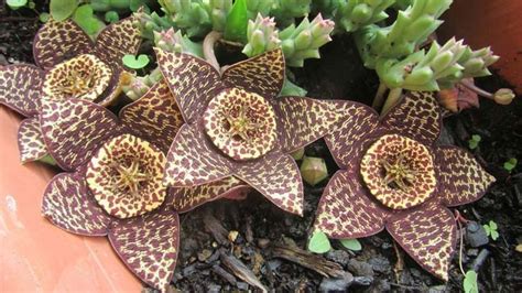 Detail mäsitého stonku Stapelia variegata