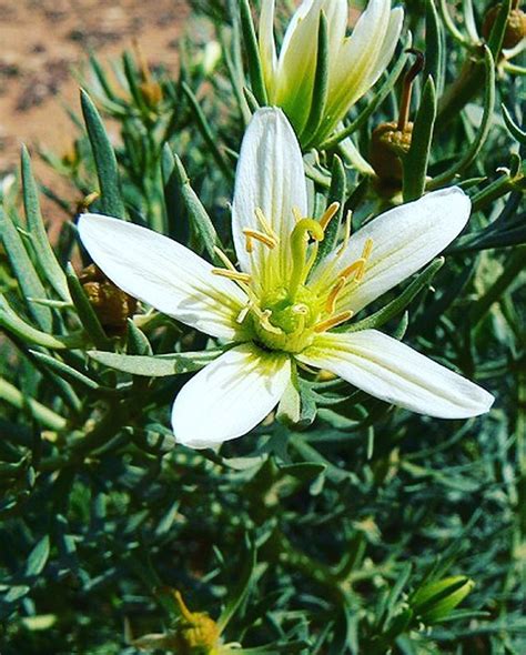 Peganum harmala rastlina