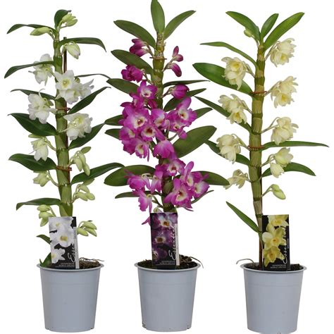 Bambusová orchidea Dendrobium nobile