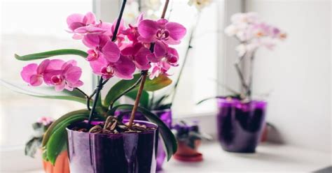 Ideálne svetelné podmienky pre orchideu