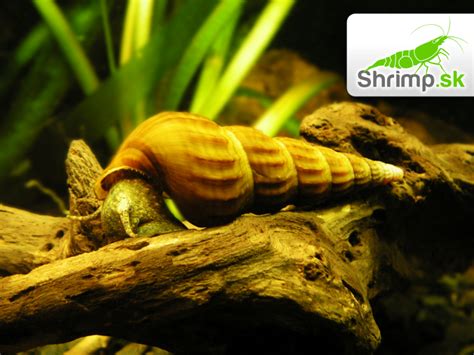 Slimák Brotia herculea s hnedou ulitou