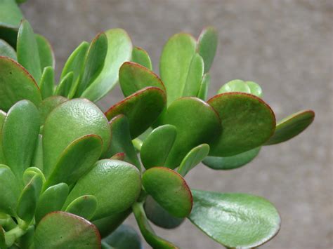 Crassula ovata - listy a stonka