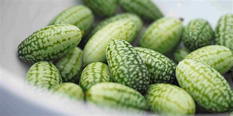 Cucamelon plody