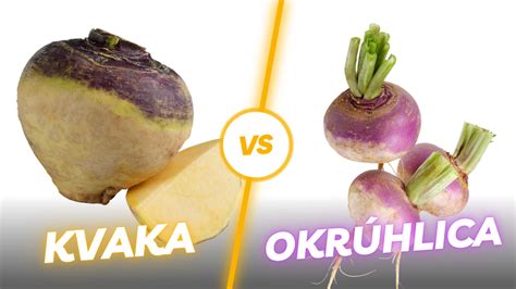 Kvaka a okrúhlica porovnanie