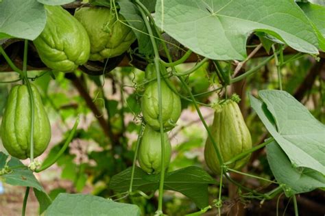 Chayote plody