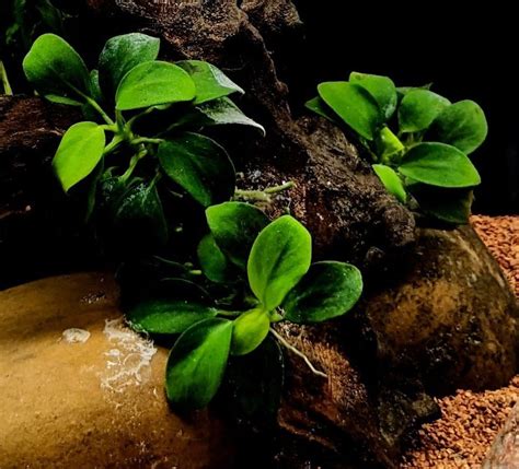 Anubias nana rastlina v akváriu