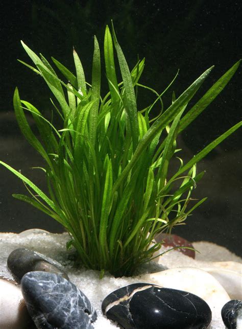 Nízke rastliny Echinodorus tenellus v popredí akvária