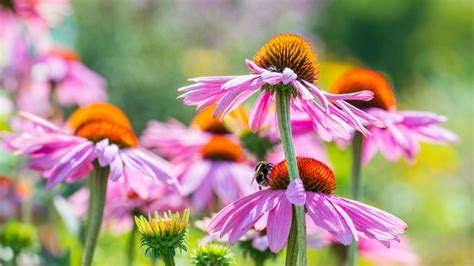 Echinacea v zimnej záhrade pokrytá námrazou