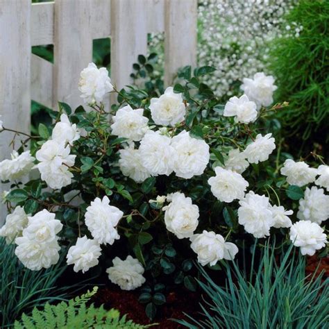 Pôdopokryvná ruža 'The Fairy' White