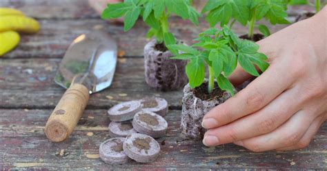 Pestovanie priesad na svetlom mieste