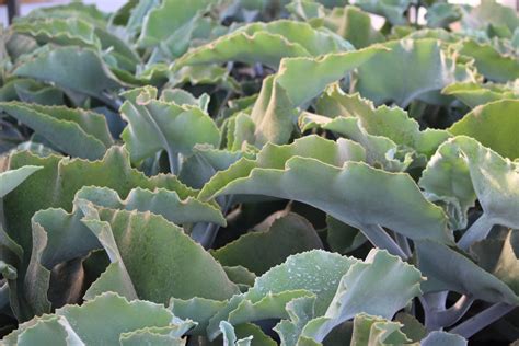 Kalanchoe beharensis detail listov so zamatovým povrchom