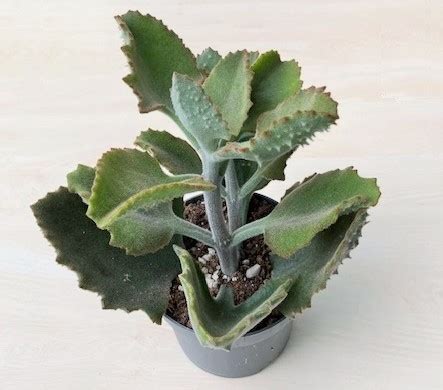 Mladé rastlinky Kalanchoe beharensis v malých kvetináčoch