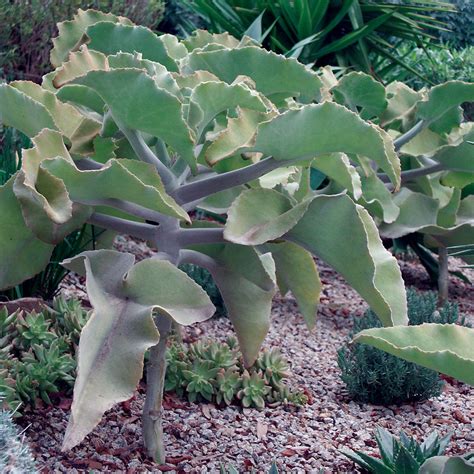 Kalanchoe beharensis v interiéri ako estetický doplnok