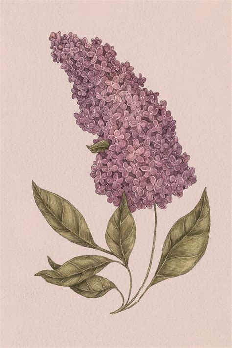 História reči kvetov a floriografie