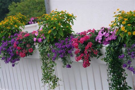 Príklad kombinovanej výsadby muškátov na balkóne