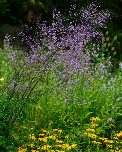 Záhon s kvitnúcou žltuškou (Thalictrum) v pozadí