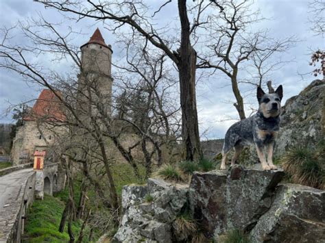 Ilustrácia zberu mandragory so psom podľa stredovekých legiend