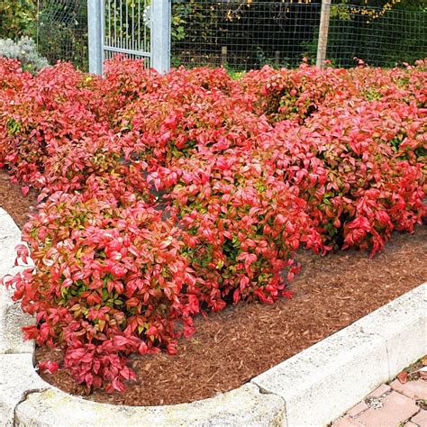 Nandina domestica 'Fire Power' ako solitér v záhrade