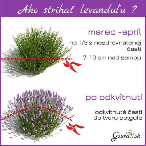 Schéma strihania levandule na jar a po odkvitnutí