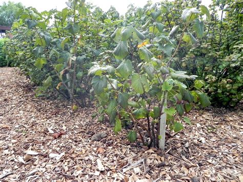 Mulčovanie pôdy okolo čučoriedok