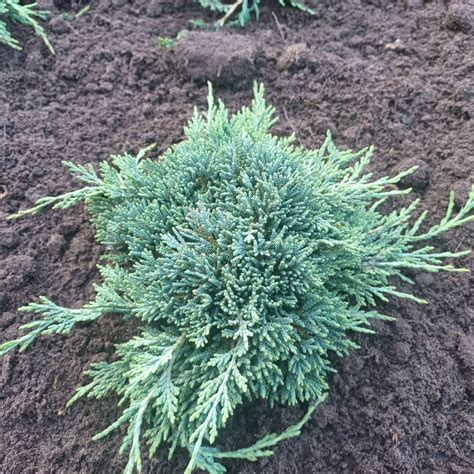 Borievka rozprestretá v záhrade ako pôdopokryvná rastlina