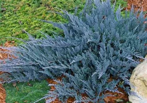 Borievka rozprestretá ´BLUE CHIP´ v plnej kráse