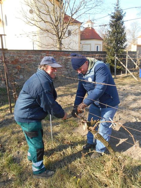 Ošetrovanie chmeľu, rez a údržba
