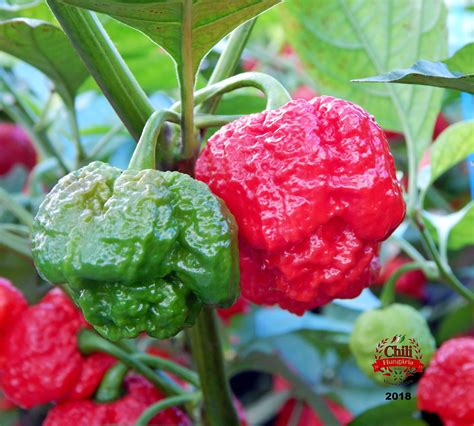 Obrázok rastliny Trinidad Moruga Scorpion s dozrievajúcimi červenými plodmi